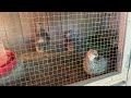 Поведение перепелов - особенность 1