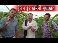 dragon fruit | ગુજરાતમાં ઓર્ગેનિક ડ્રેગન ફ્રૂટની ખેતી | dragon fruit farming  | ड्रैगन फ्रूट की खेती