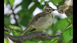 Lark Sparrow  A rare visitor in Western New York.