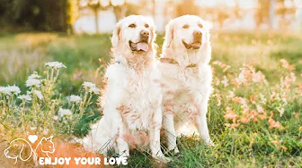 DOG TV for Dogs to Watch: Video Entertain Anti-Anxiety for Dogs Alone at Home - Best Music for Dogs