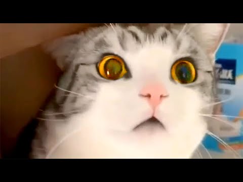 Cute Cat Bloopers | Funny Pet Videos