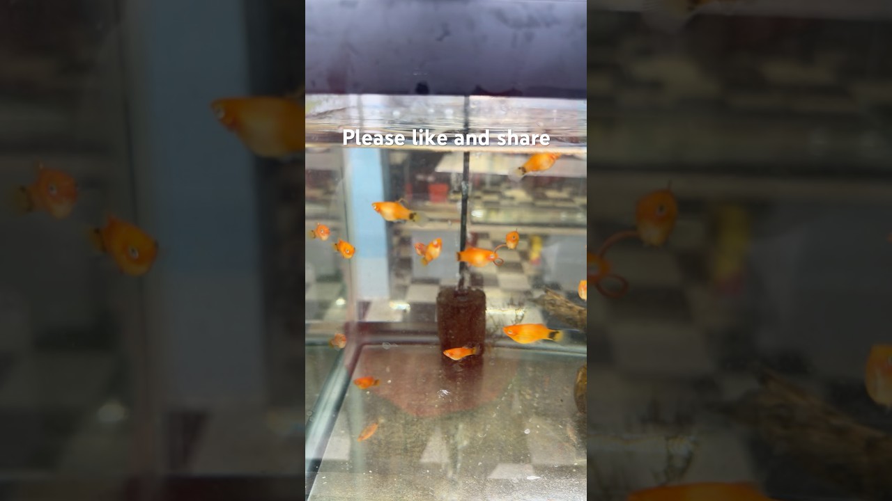 Mickey Mouse Platys. #fish #mickeymouse #aquarium #nature #platys #aquariumfish