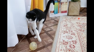 Did You Think a Cat Could Play Ball THIS Professionally? 🤯🔥