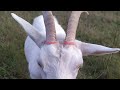 Обезроживание взрослых коз резинками. Поведение животного и поведение хозяев.