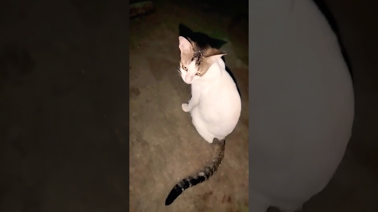 Cute billi meow meow 😘🍒 