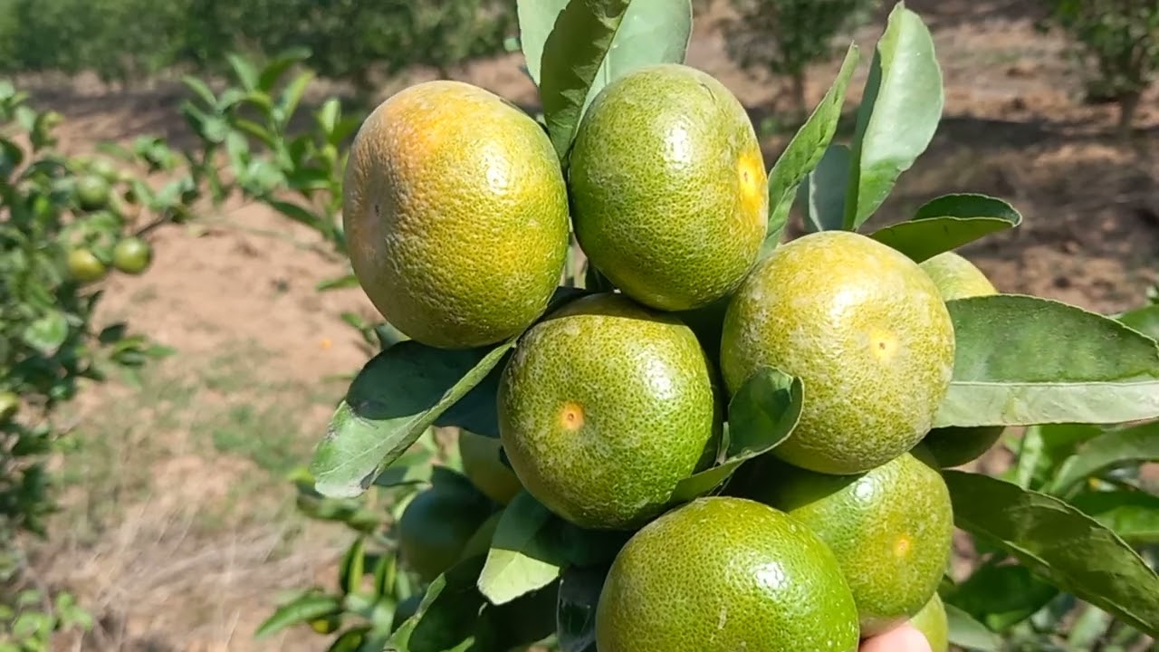 #صنف_مندرين_التانغور_tangor_ortaniqur