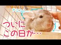 【チンチラ】はじめて発情期を迎えたあずきが不安で夜泣きしてしまいました…。