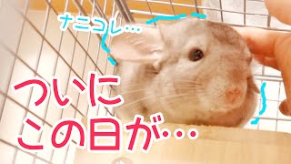 【チンチラ】はじめて発情期を迎えたあずきが不安で夜泣きしてしまいました…。