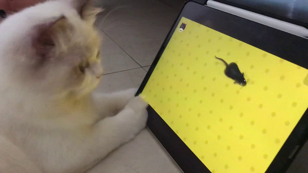 aggressive cat kills mice YouTube