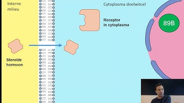 Uitleg hormonen 》Steroïde en peptide hormonen