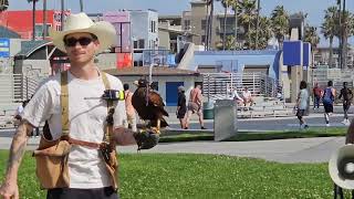 FALCON  or harris hawk KEEPS AWAY BIRDS for OLYMPIC COMMERCIAL SHOOT VENICE BEACH CALIF MAY 3, 2024 by NameOnRice  Name On Rice 682 views 7 days ago 1 minute, 25 seconds