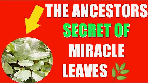 The Unbelievable Spiritual Wonders Of Miracle Leaves 🌿