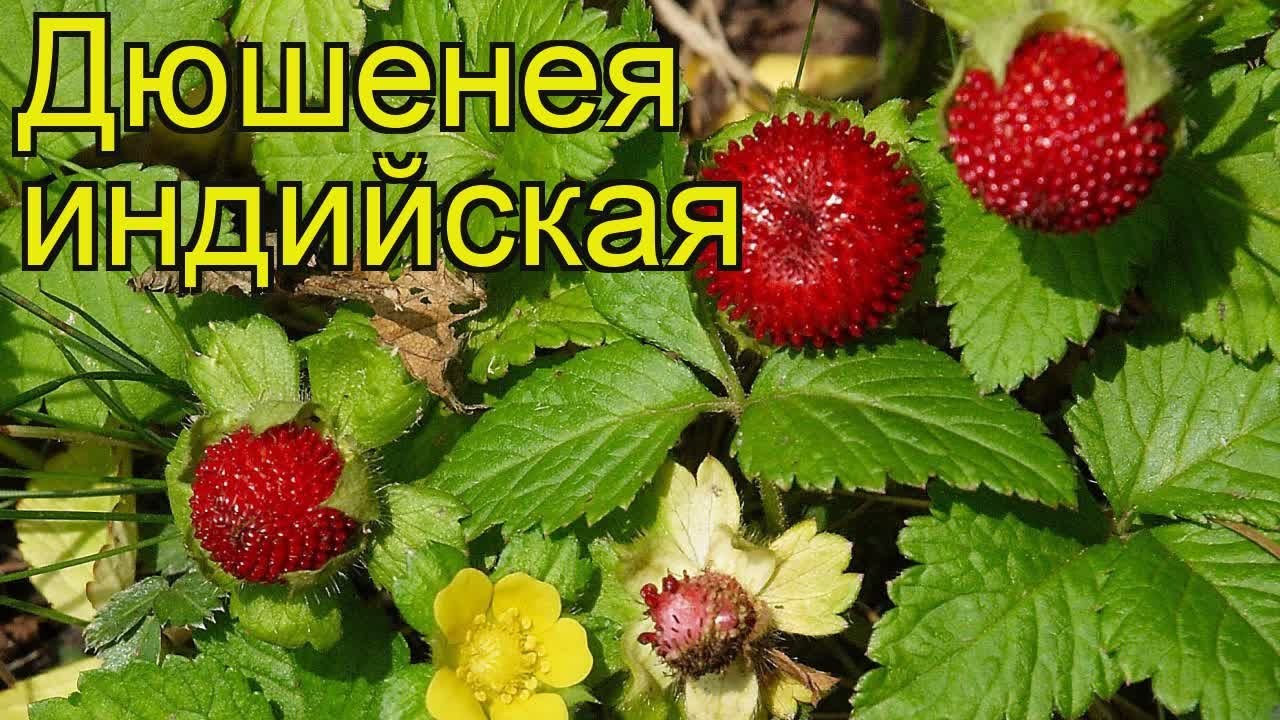 Дюшенея индийская. Краткий обзор: Дюшенея индийская описание характеристик, где купить саженцы