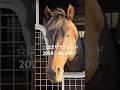 ☆ユニコーンライオン☆ほぼサラブレッド2024☆No.290☆10月25日☆ #ユニコーンライオン #unicornlion #horse #馬 #サラブレッド