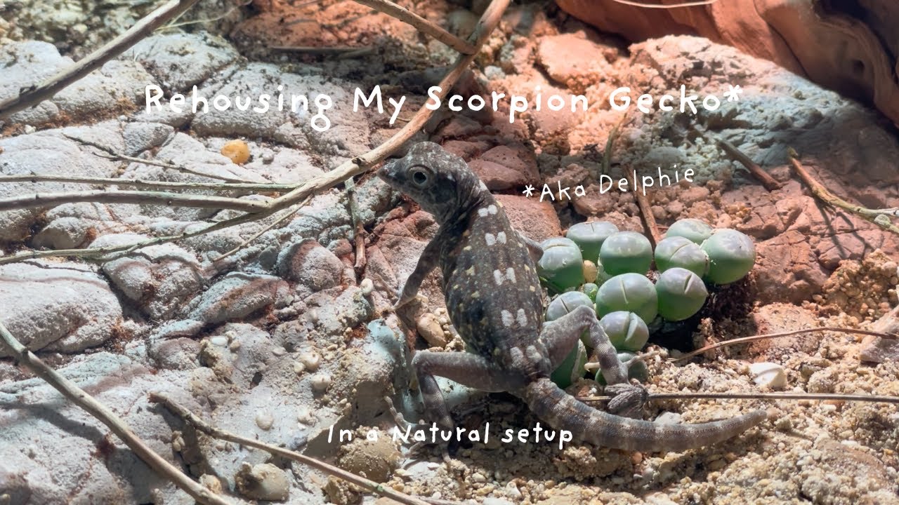 Rehousing My Scorpion Gecko |  Pristurus carteri natural terrarium