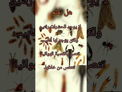 هل تعلم كيف تتنفس الحشرات  هل تعلم الحشرات