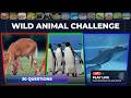🦁 Wild Word Safari: Animal Missing Letters Challenge 😱 LIVE! Scan QR Code to Play Instantly