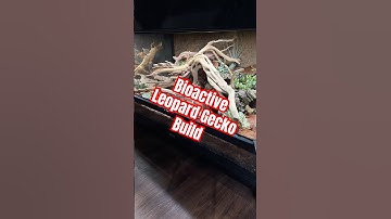 36x18x18” Exo Terra Bioactive Leopard Gecko Enclosure #everevolvingexotics #reptileshop #tucson
