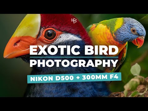 Exotic Bird Photography with the Nikon 300mm