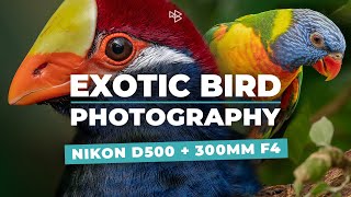 Exotic Bird Photography with the Nikon 300mm