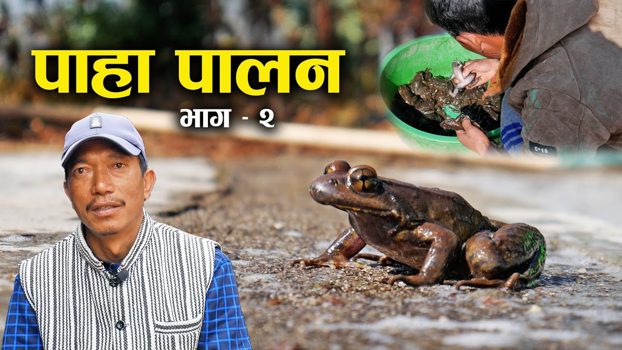 पाहा पालनको रोचक कुरा_Toad farming in Nepal | Episode 2 - YouTube