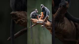 Fascinating Facts About Spider Monkeys