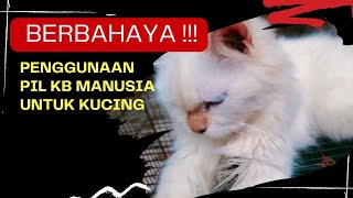 BERBAHAYA !!! PENGGUNAAN PIL KB MANUSIA PADA KUCING