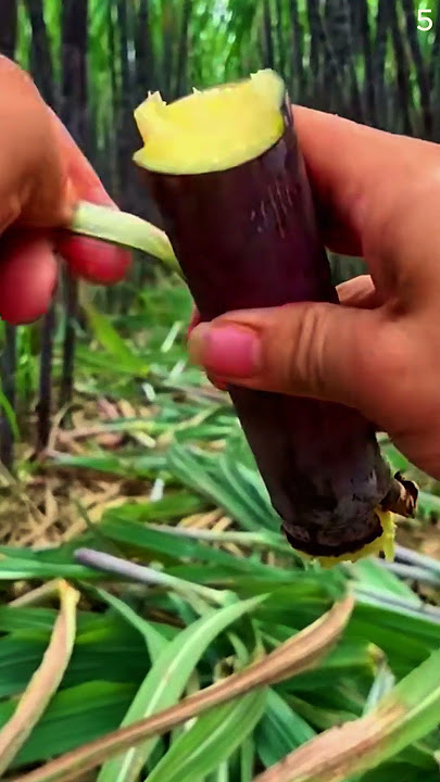 Panen tebu di ladang dengan hasil yang sangat memuaskan #shorts