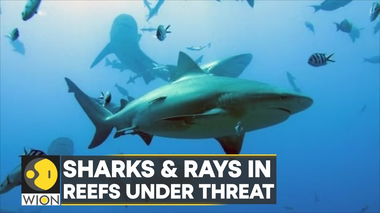 WION Climate Tracker: Sharks and Rays in reefs under threat | World Latest English News | WION