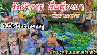 EP.395 |Thai vegetables that I have grown, it's time to cut them all for sale.Today get property 😁😁