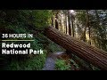 36 Hours in Redwood National Park: Exploring the Best Hikes, Groves and Trees