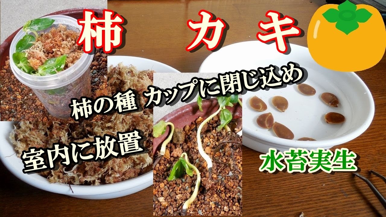 ミニ盆栽】スーパーで買った柿、種から育てるカップに閉じ込め自然な曲