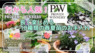 だから人気！PWアンバサダー就任春夏１０苗の植え付けと育て方/1ヶ月後のお手入れ/早くも枯れそうな苗にうろたえる/PROVN WINNERS/どんな鉢に植えるかどんな場所に置くか問題#54