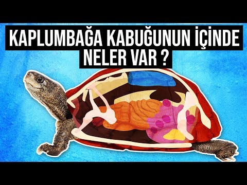 Video: Kaplumbağanın dış iskeleti var mı?