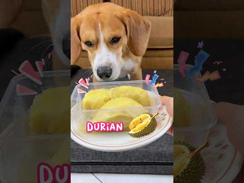 Video: The Pooch Ate What? Ini adalah Dunia Anjing-Makan-Pakaian untuk Dokter Hewan