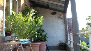 Gierzwaluwen Martinets Swifts Apus apus in terracotta potten onder dak van het terras