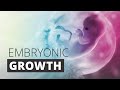 Schwangerschaft  pregnancy medical animation of embryonic development