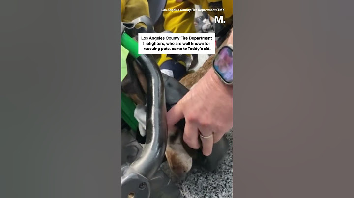 Dog Rescued After Getting His Head Stuck in a Golf Cart