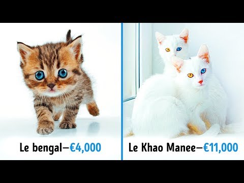 Vidéo: Les Plus Beaux Chats