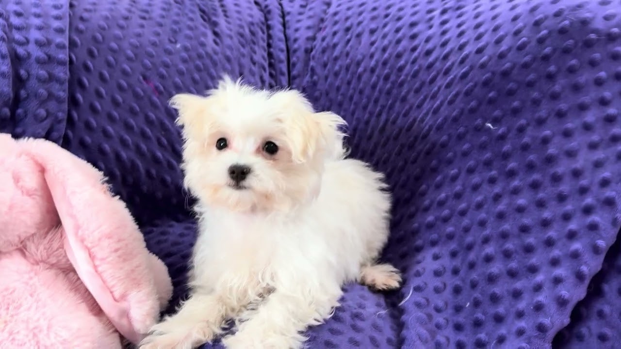 Cheyenne M Maltese video 2-26-26