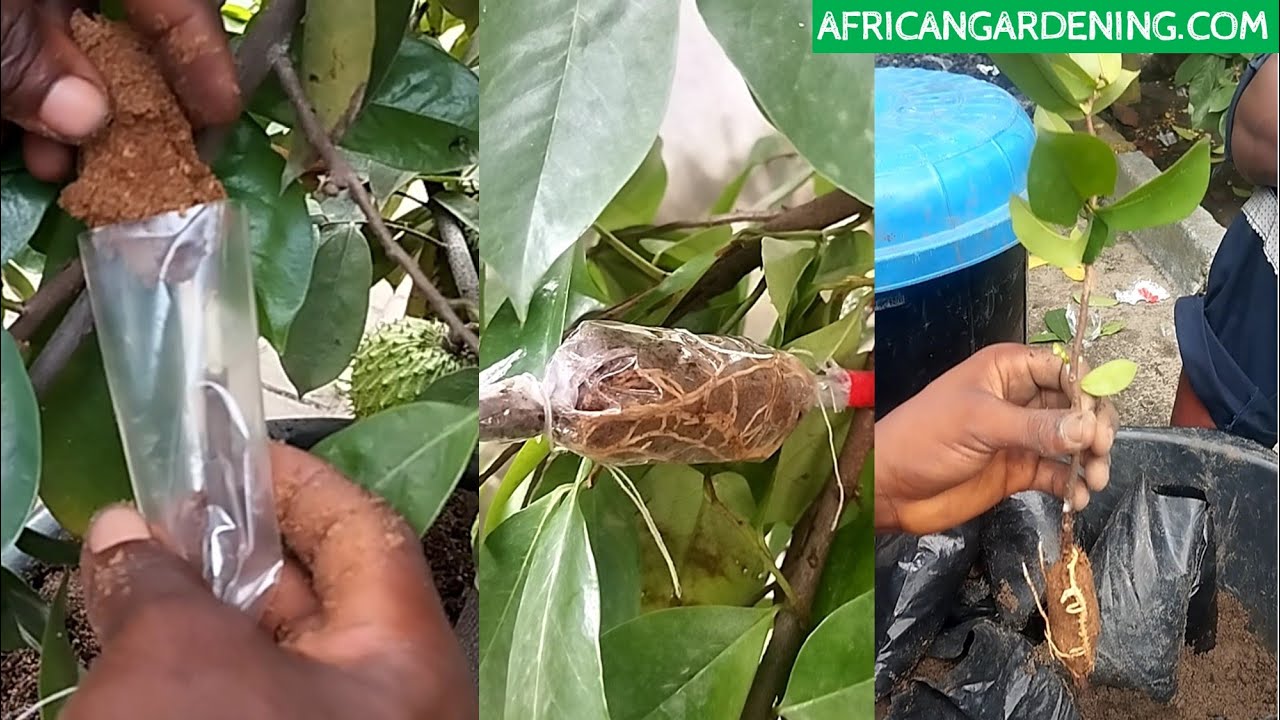 Как сделать отводки из сметанного яблока, чтобы получить несколько новых растений за несколько не...