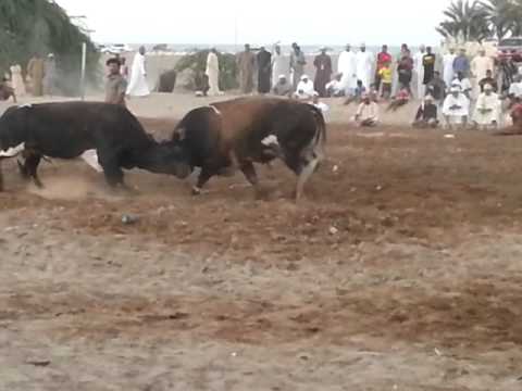 مع تحياتي خليفه المالكي