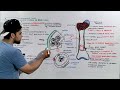 Bone Tissue Structure Composition And Functions Bone Anatomy And Physiology Bone Tissue Structure Composition And Functions Bone Anatomy And Physiology