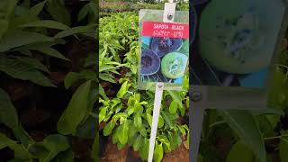 mami sapota and black sapota plants