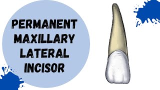 Permanent Maxillary Lateral Incisor | Tooth Morphology made easy