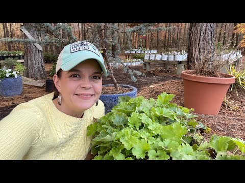 Video: Heuchera koude winterhardheid: kun je Heuchera in de winter kweken?