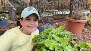 A Secret to Growing Happy Heucheras | Gardening with Creekside