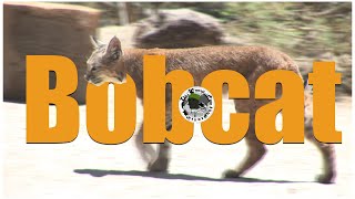 bobcat in the oasis #thousandisland #wildlifephotography #californiarealestate bobcat in the oasis #thousandisland #wildlifephotography #californiarealestate