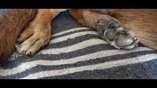 Keeping Dog Nails short (using Grinder)