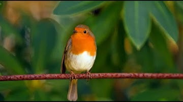 Robins Singing- 1 hour Nature Sounds Birdsong
